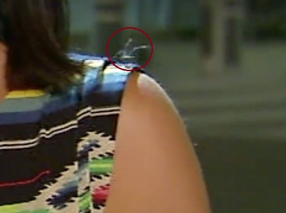 Aranha passeia pelo corpo da repórter de TV Shannon Murray