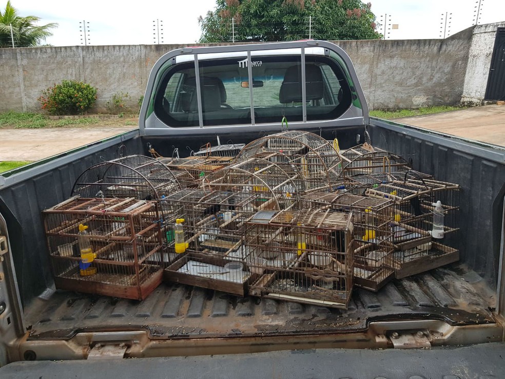 Pássaros foram encontrados em gaiolas — Foto: PM Ambiental/Divulgação