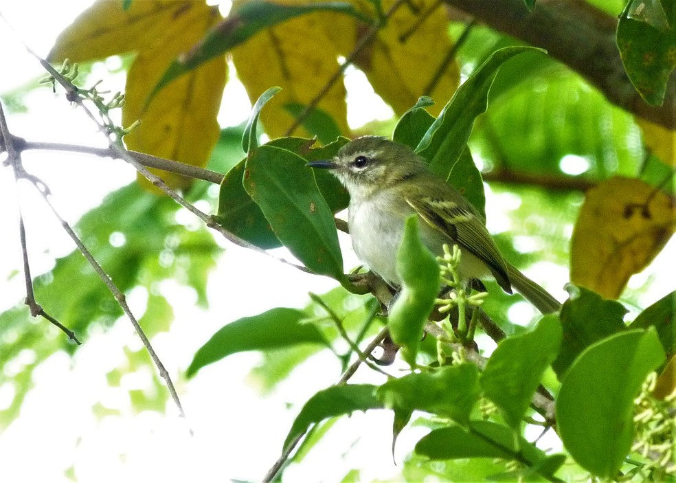 Cara-pintada é ave rara, ameaçada e difícil de ser observada pela agilidade — Foto: Carlos Gussoni
