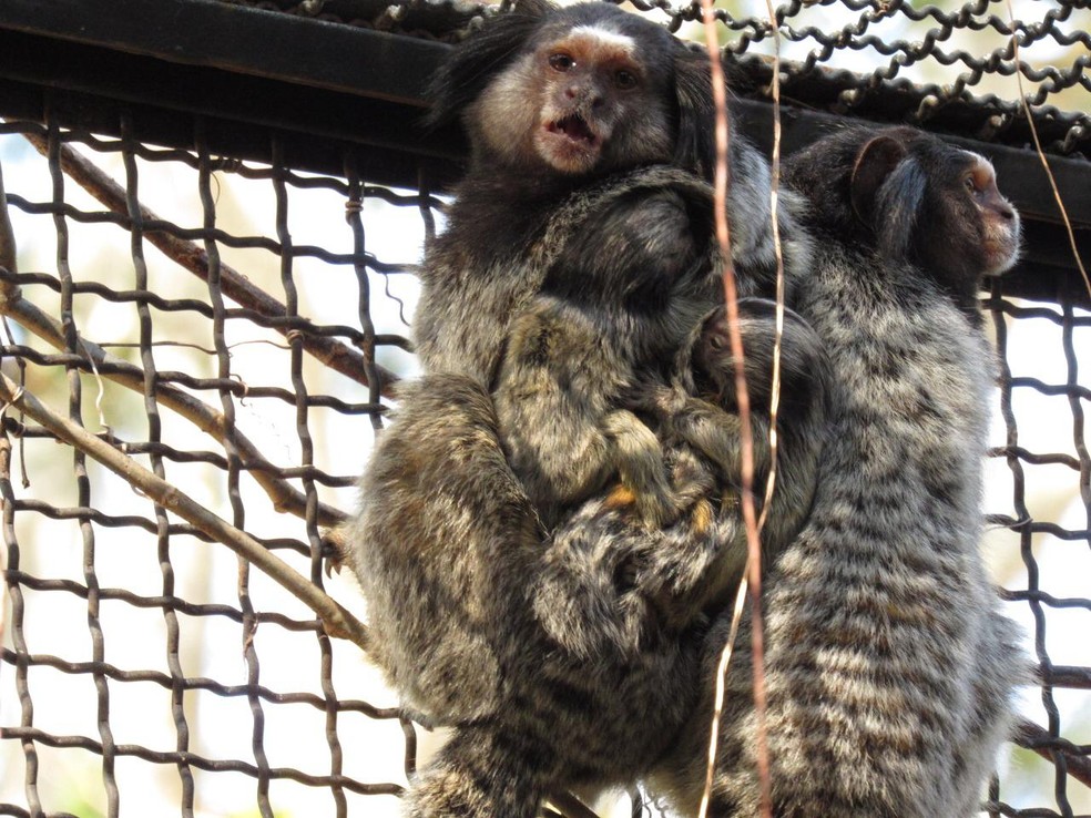 Dois filhotes nasceram no zool&oacute;gico da Cidade da Crian&ccedil;a &mdash; Foto: AI Cidade da Crian&ccedil;a