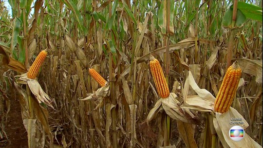 Colheita do milho deve ser maior, mas preço preocupa agricultores