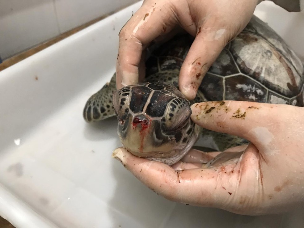  Necropsia confirma presença de óleo em tartaruga encontrada morta encontrada no Piauí  — Foto: Divulgação/Instituto Tartaruga do Delta 