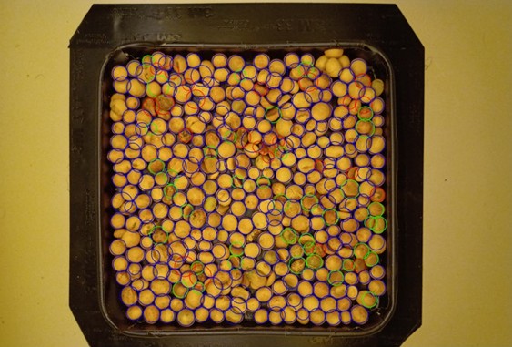 Com Inteligência Artificial, processe de classificação dos grãos de soja fica mais ágil e assertivo (Foto: Divulgação)