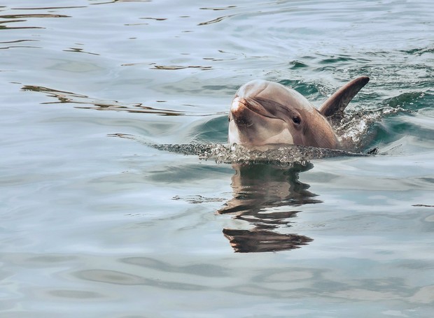 Sob estresse fora de seu habitat natural, golfinhos apresentariam comportamento diferente do comum (Foto: Pixabay/Creative Commons)