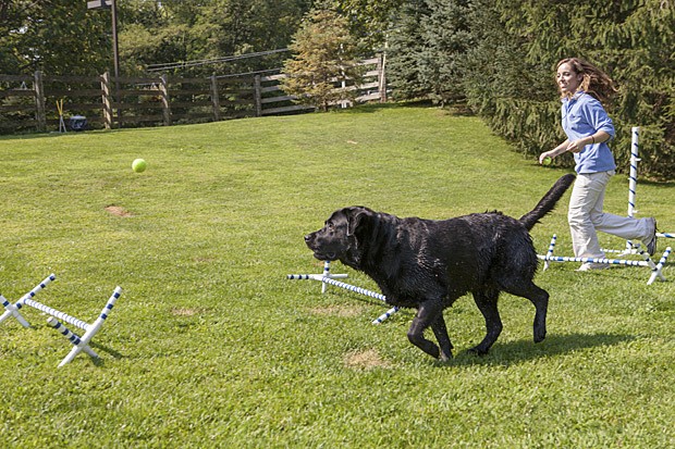 Labrador Ruby percorre circuito em resort para pets nos EUA (Foto: Tony Cenicola/The New York Times)