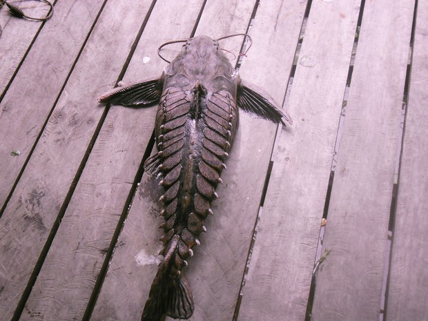 Peixe cuiu-cuiu capturado durante pesca esportiva (Foto: Leopoldo Machado/Arquivo Pessoal)