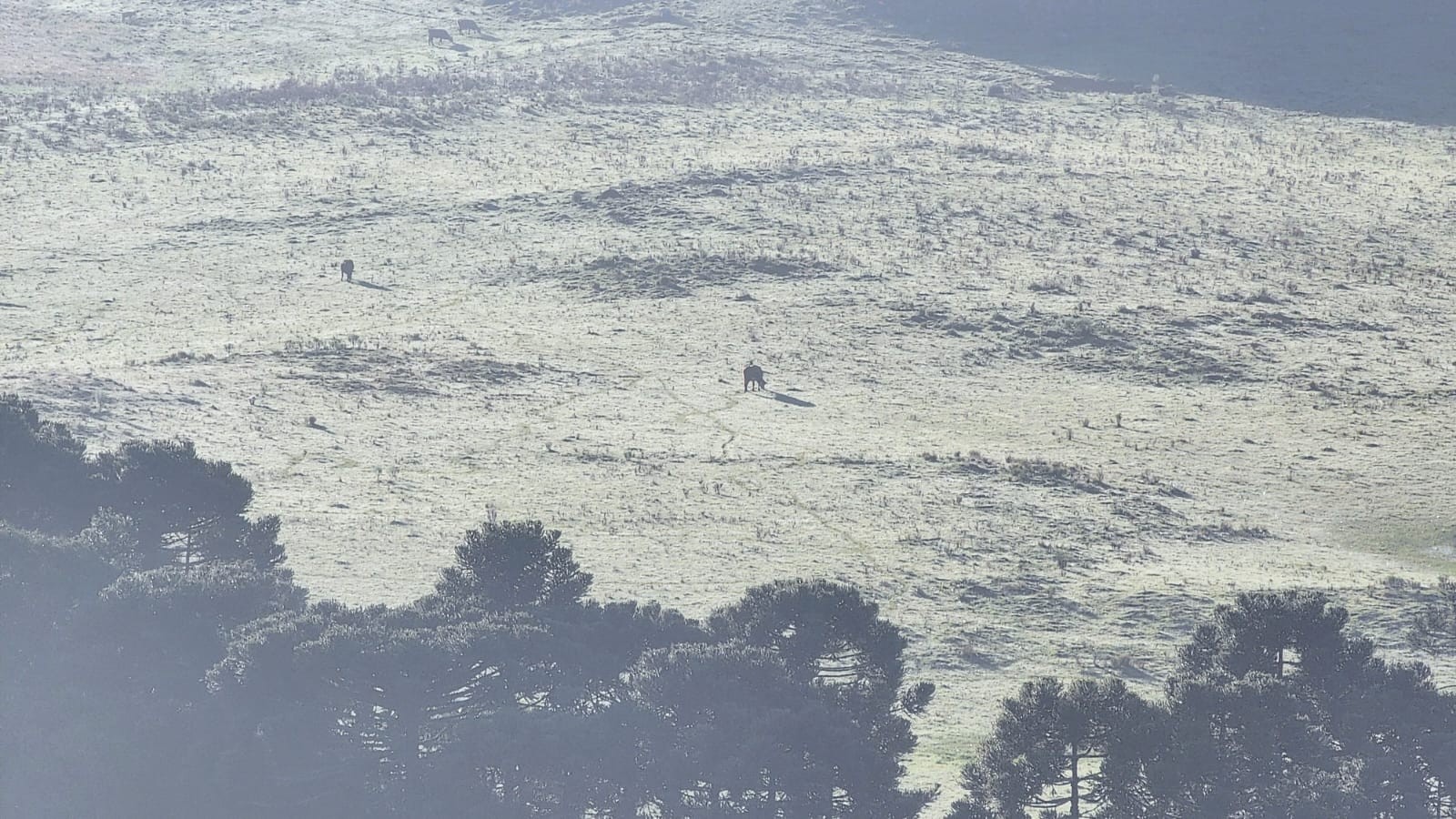 Com frio abaixo de 3°C, geada pinta de branco vegetação na Serra de SC; FOTOS