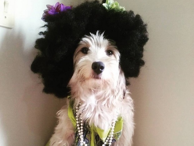 A cadelinha Pérola Carolline usando uma peruca. (Foto: Reprodução/Instagram)