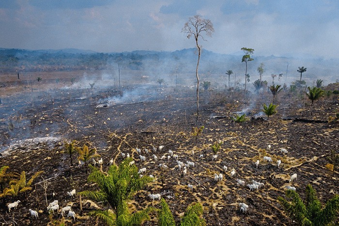 Será que estamos a viver a sexta extinção em massa do planeta Terra?