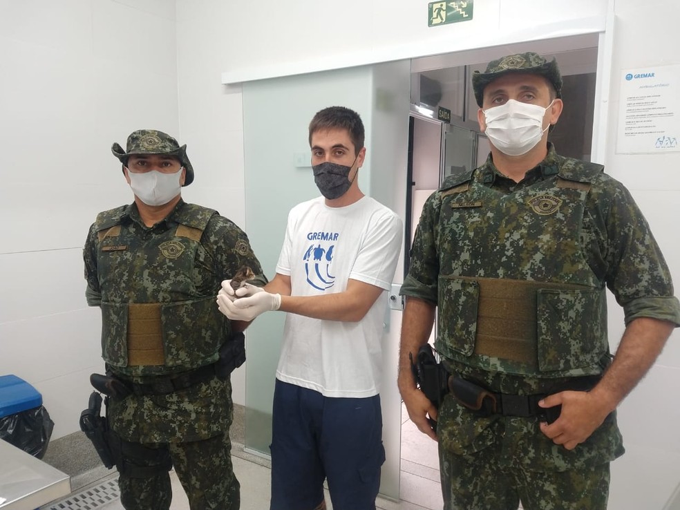 Filhote foi resgatado por policiais ambientais e levado ao Instituto Gremar, em Guarujá — Foto: Divulgação/Polícia Militar Ambiental