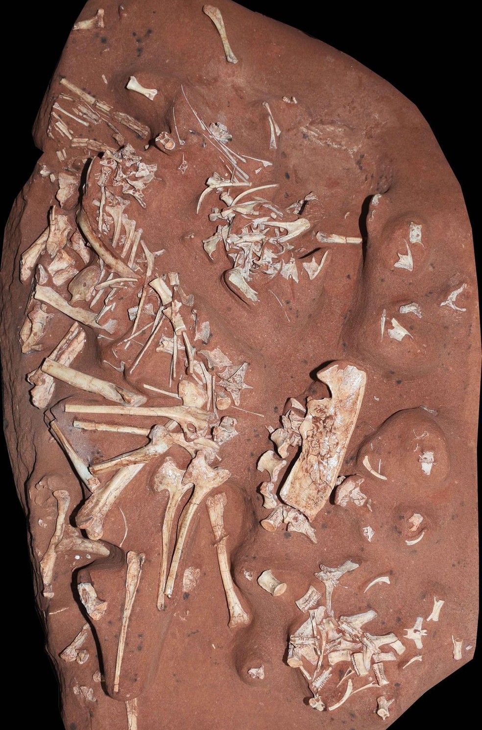 Fósseis bem preservados foram importantes para classificação da espécie, segundo especialistas — Foto: Divulgação/Museu Nacional
