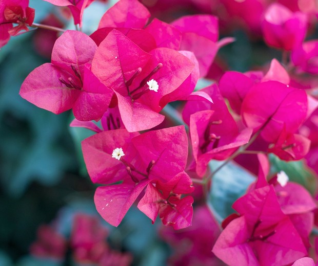 10 plantas com flores para trazer alegria para casa - Casa Vogue |  Paisagismo