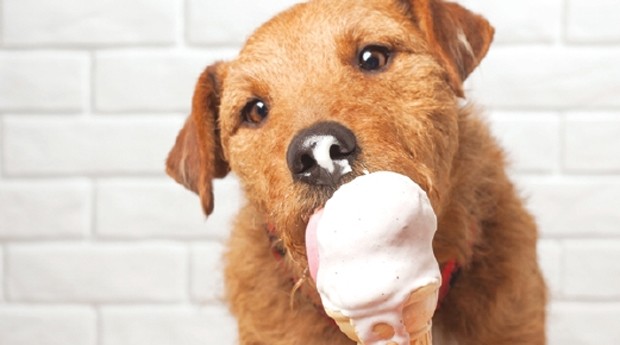 Cachorro, cao, sorvete (Foto: Divulgação)