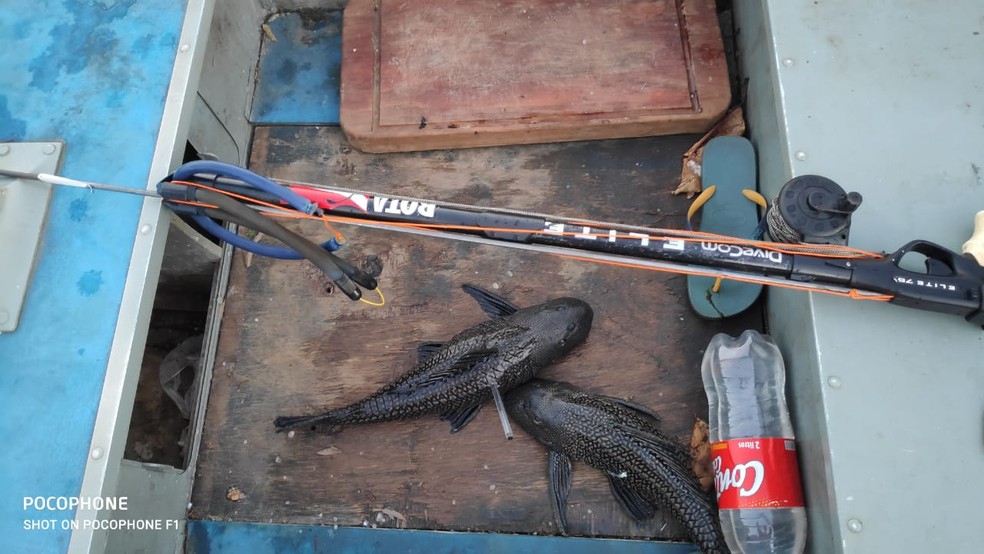 Peixes da esp&eacute;cie cascudo foram apreendidos e destru&iacute;dos por estarem impr&oacute;prios para o consumo &mdash; Foto: Pol&iacute;cia Ambiental