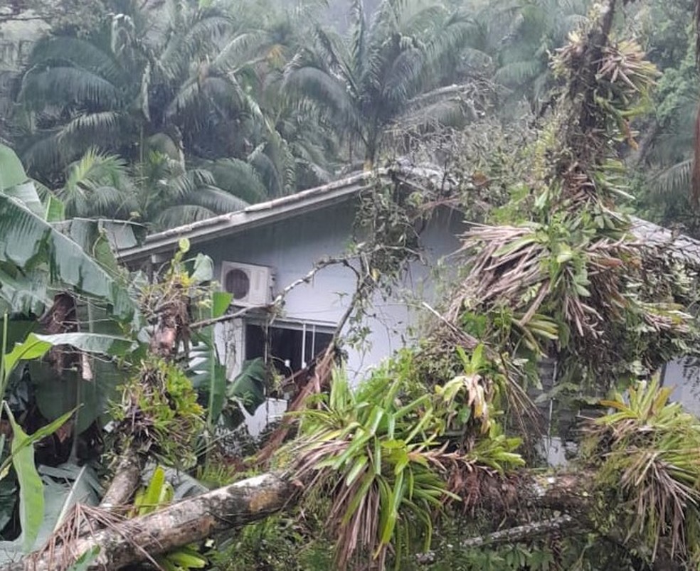 Jaraguá do Sul: Casa foi atingida por árvore no domingo (27) — Foto: Prefeitura de Jaragua do Sul/Divulgação