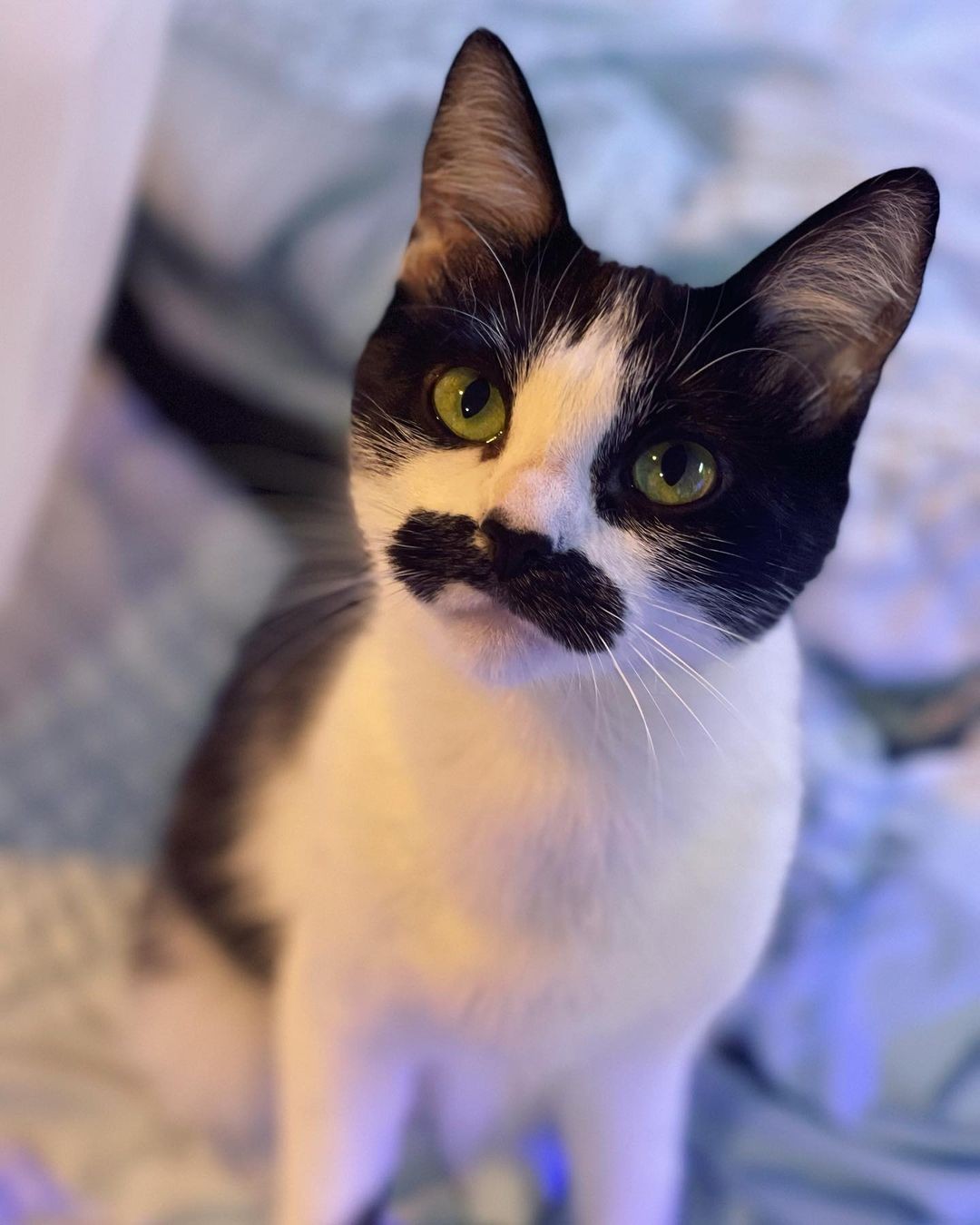 Gato conquista internet após internautas o compararem com Freddie Mercury  (Foto: Reprodução / Instagram)