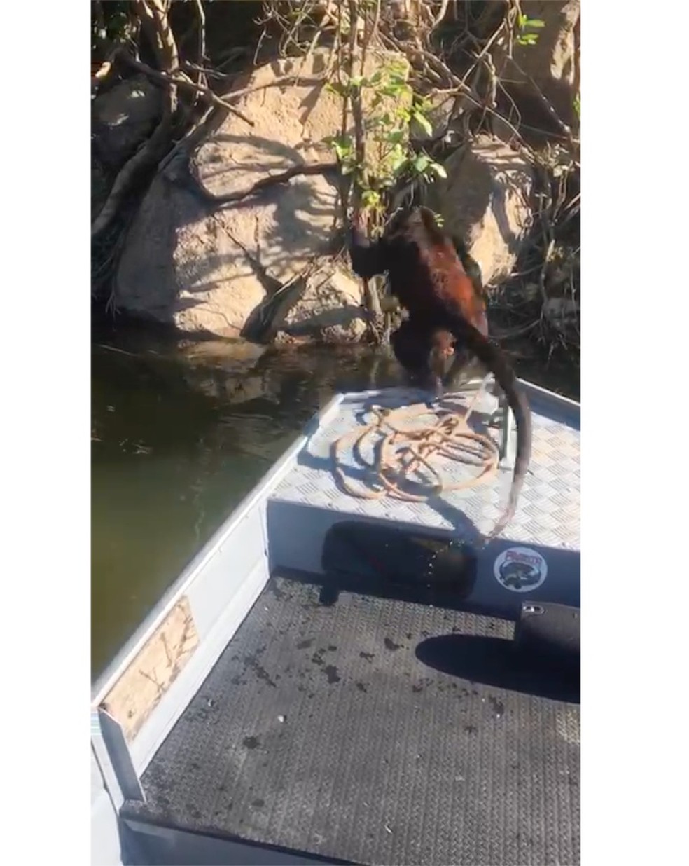 Macaco se afogou ao tentar atravessar rio e foi salvo por pescadores em barco em Mato Grosso — Foto: José Renato Borella Chignallia/Arquivo pessoal