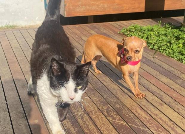 Rita Lee e Gisele Pinscher, gata e cachorra que Luísa Sonza é tutora (Foto: Instagram/@luisasonza/Reprodução)