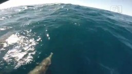 Dezenas de golfinhos são flagrados 'escoltando' barcos em Santos