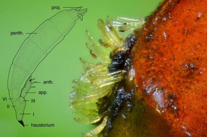 Fungo do gênero Hesperomyces parasitando um besouro (Foto: Gilles San (image) and André De Kesel (drawing))
