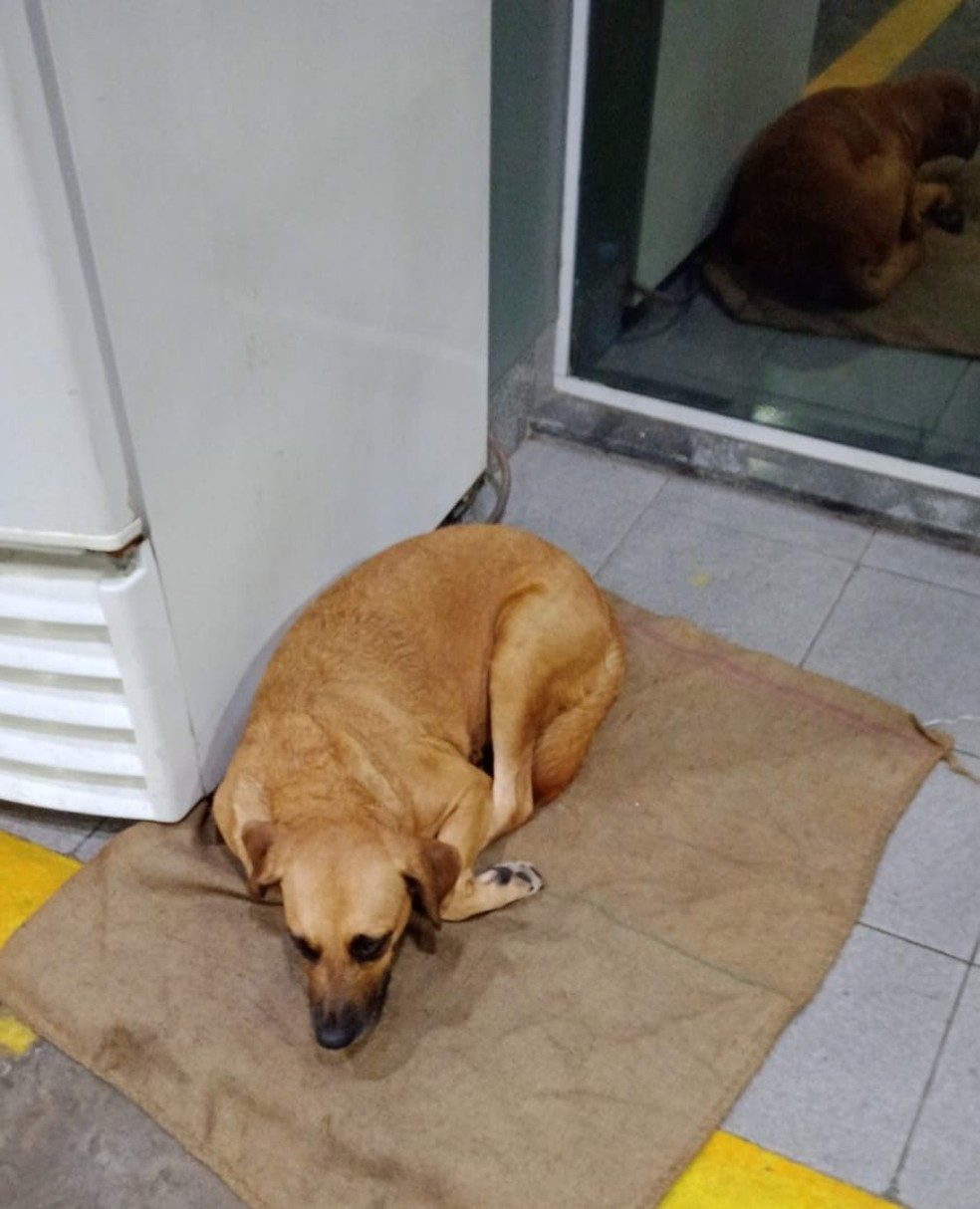 A cadela vive há, aproximadamente, quatro anos, no posto de gasolina em São Vicente, SP — Foto: Arquivo Pessoal
