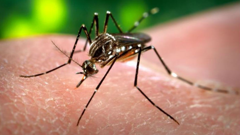 A molécula experimental, batizada VU041, tem como seus alvos o Aedes aegypti, transmissor da dengue, zika e chicungunha (Foto: James Gathany / Wikimedia Commons)