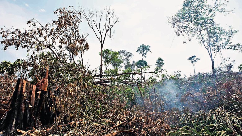 Fogo nos biomas (Foto: Mariana Grilli/Revista Globo Rural)