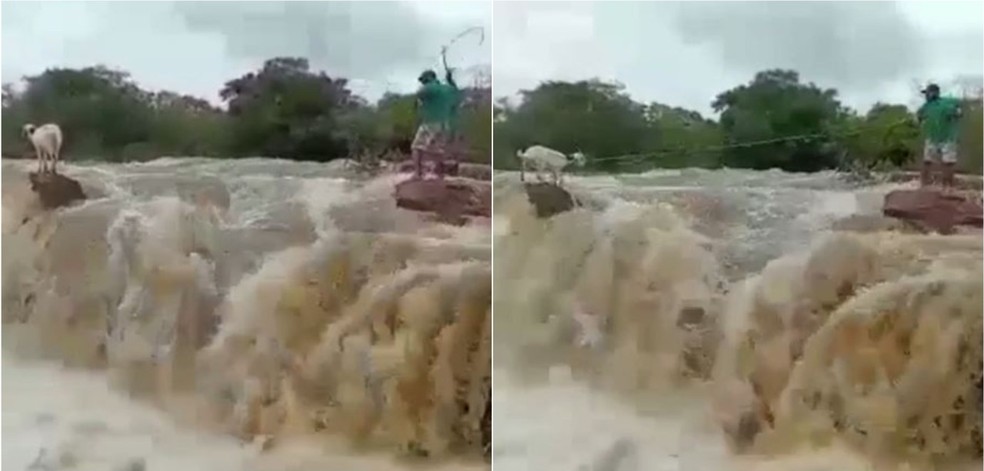 Agricultor conseguiu laçar a cabra na primeira tentativa. Caso aconteceu no último sábado na cidade de Cariré, Região Norte do Estado.  — Foto: Reprodução