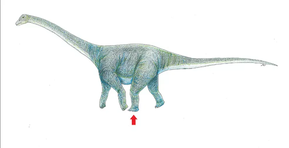 Titanossauros, donos da maioria dos ossos encontrados na região de Marília, tinham pescoço alongado e eram herbívoros  — Foto: Okayama University of Science/AFP