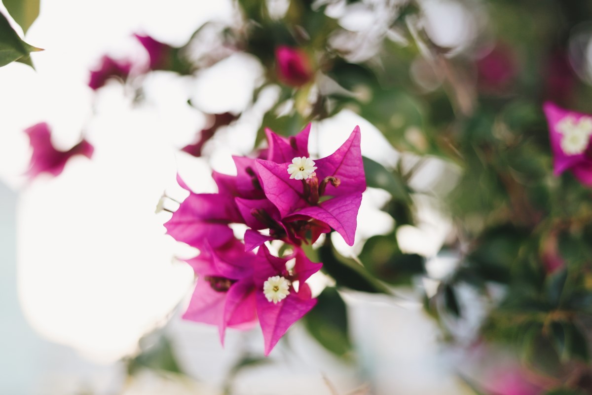 A primavera possui folhas são pequenas, lisas, ovaladas e brilhantes (Foto: Unsplash / Amy Humphries / CreativeCommons)