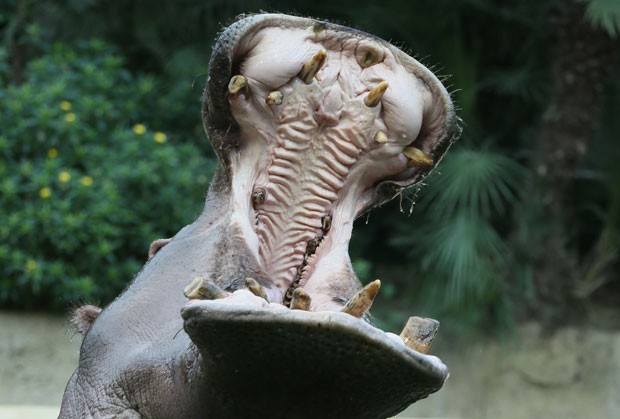 Um hipópotamo roubou a cena e foi flagrado 'bocejando' durante uma coletiva de imprensa com Andreas Knieriem, novo diretor do zoológico de Berlim, na Alemanha, nesta terça-feira (5)  (Foto: Stephanie Pilick/DPA/AFP)