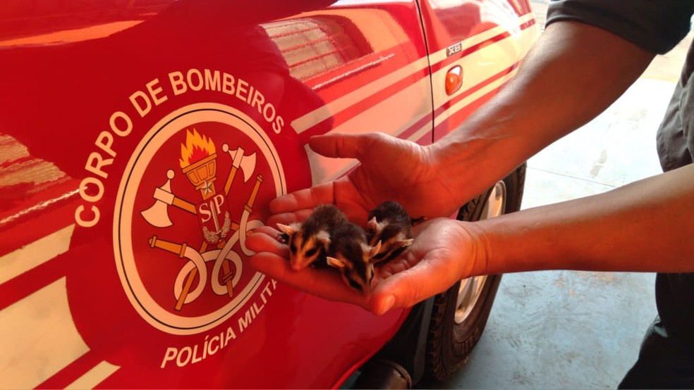 Bombeiros resgaram filhotes de gambá em Itapetininga — Foto: Corpo de Bombeiros/Divulgação