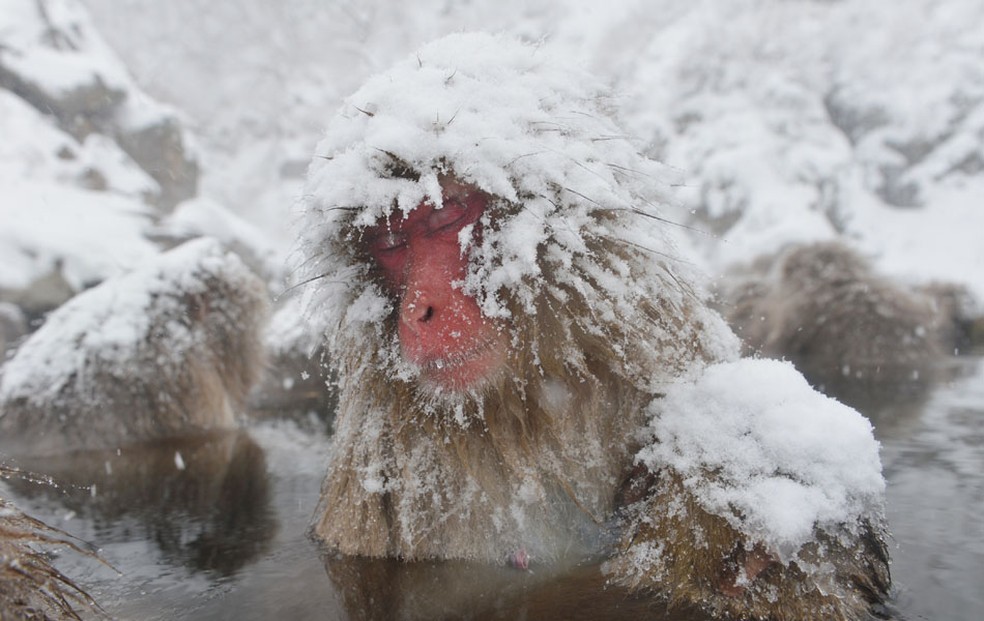 Macacos da neve tomam banho ao ar livre em fonte termal no Parque do Macaco Jigokudani na cidade de Yamanouchi, Nagano, Japão. (Foto: Kazuhiro Nogi/AFP)