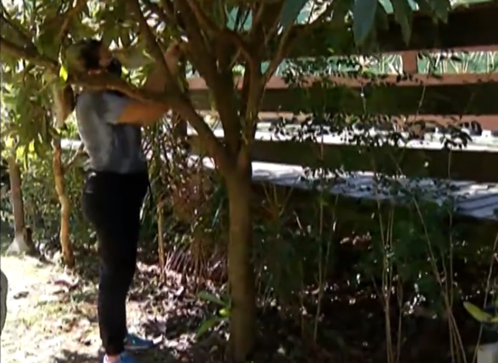 A&ccedil;&otilde;es na Ilha Marab&aacute; acontecem nesta quinta-feira &mdash; Foto: Reprodu&ccedil;&atilde;o/TV Di&aacute;rio