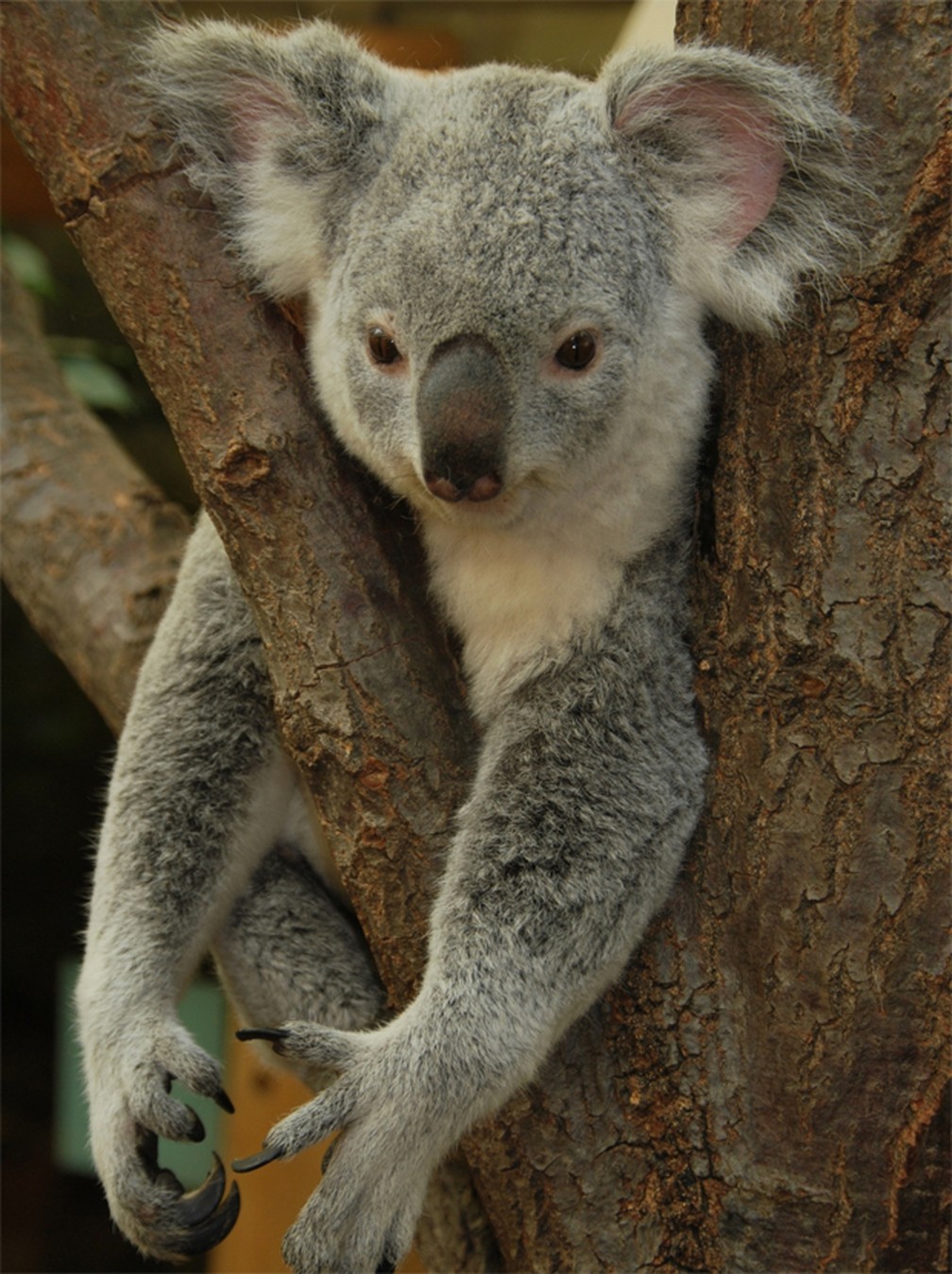 Coala Pode Desaparecer De Algumas Paisagens Da Australia Diz Estudo Natureza G1 Busca millones de imágenes de coala de alta calidad a precios muy económicos en el banco de imágenes 123rf. coala pode desaparecer de algumas