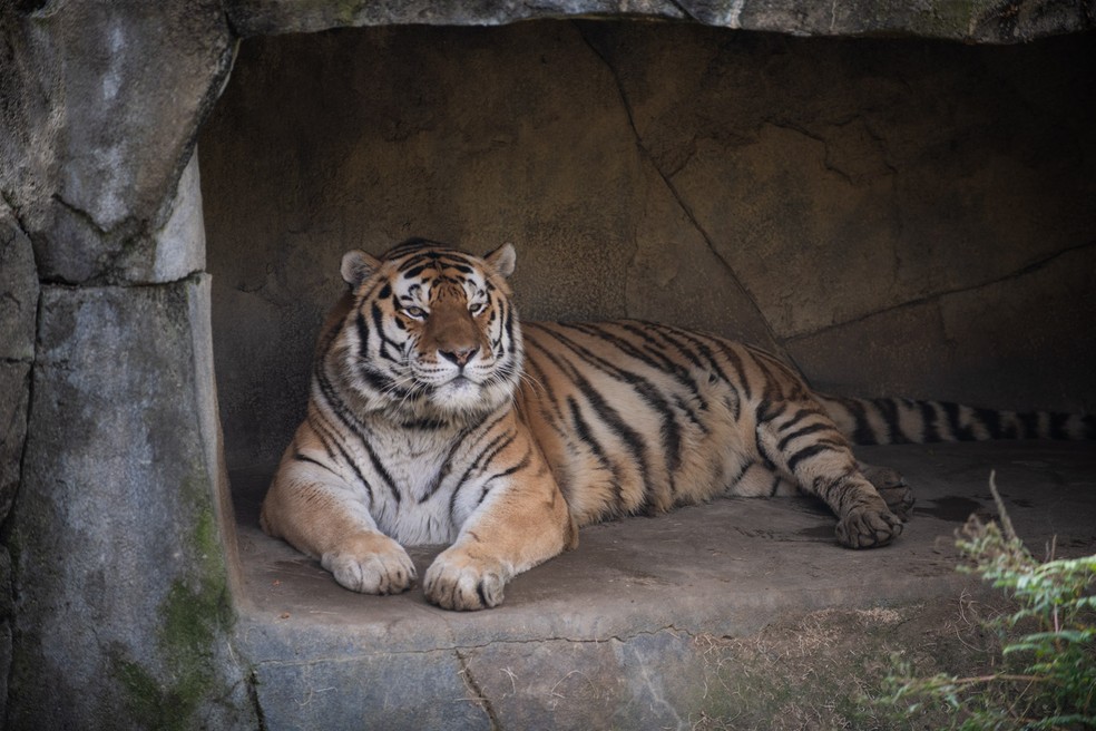 O tigre Júpiter durante sua estadia no zoológico em Ohio, EUA — Foto: Reprodução/Redes Sociais
