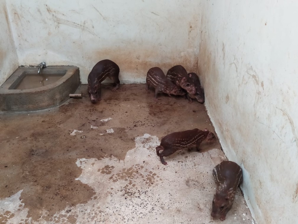 Animais apreendidos foram encaminhados para o Zoológico de Cascavel — Foto: Divulgação/Polícia Ambiental 