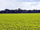 Agricultores de MT vão discutir oportunidades para soja convencional