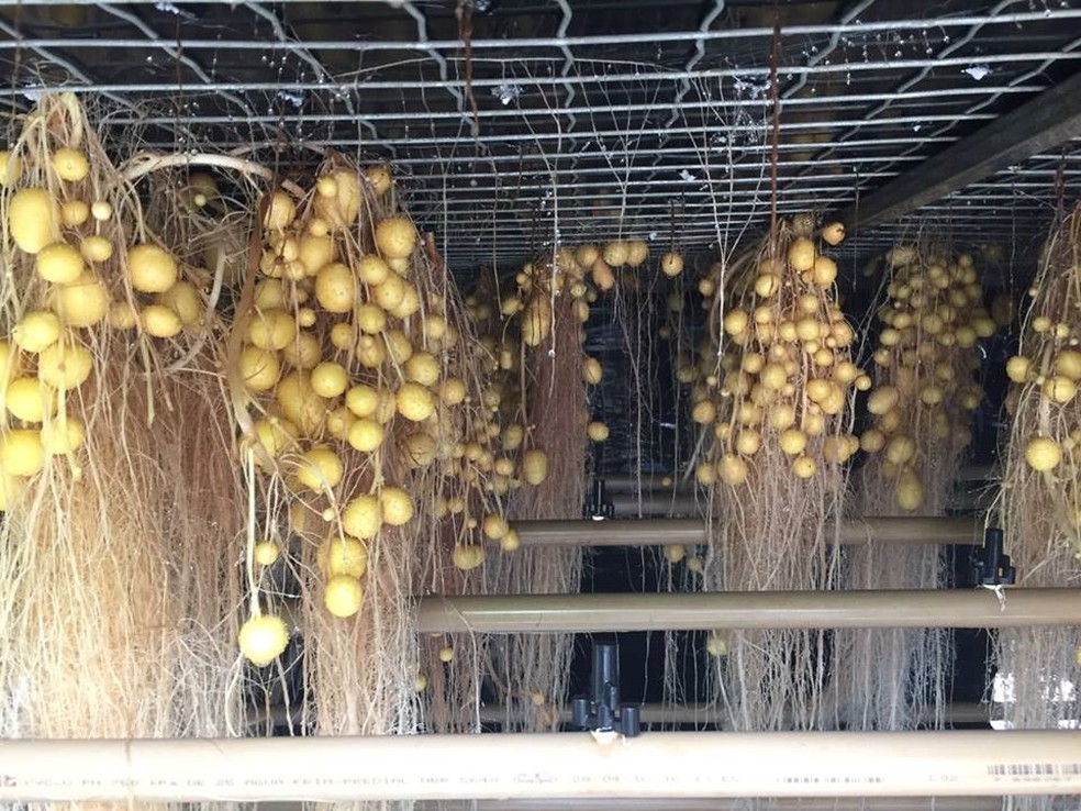 Batatas-semente produzidas com ajuda da aeroponia Agrishow 2018 (Foto: DivulgaÃ§Ã£o/APTA)