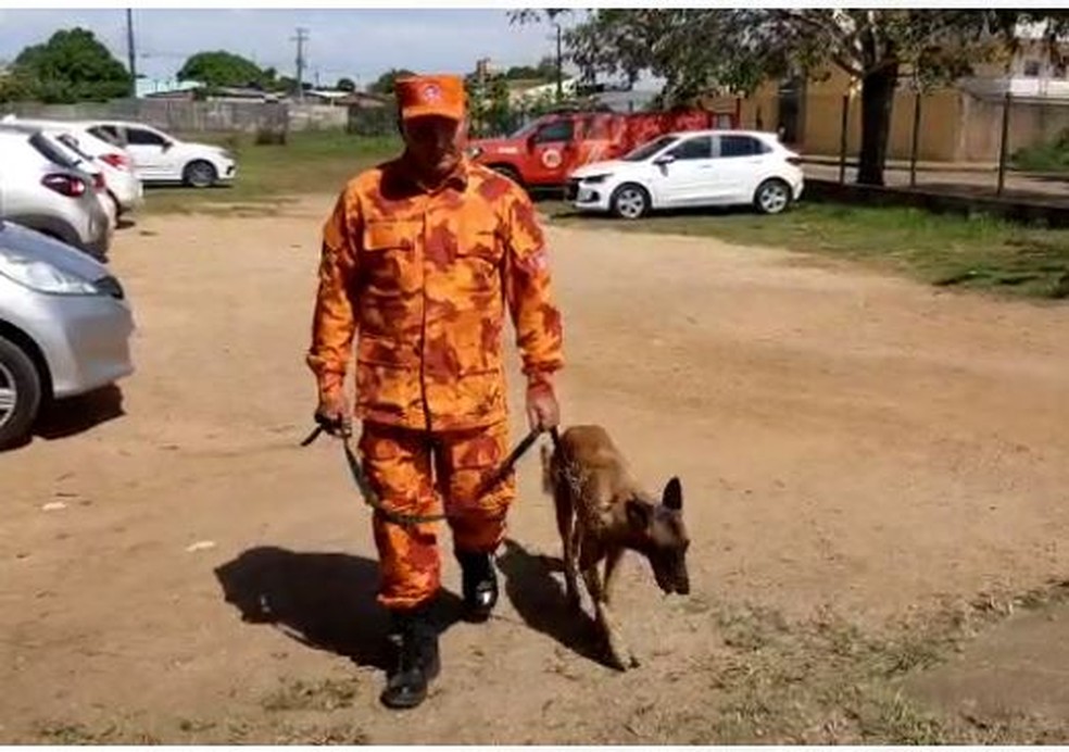 Cães militares doam sangue  em Rondônia no dia Mundial do Doador de Sangue — Foto: Jheniffer Núbia/g1