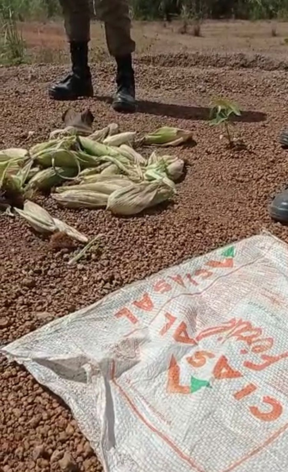 Criminosos estariam se alimentando de espigas de milho, diz PM — Foto: Divulgação