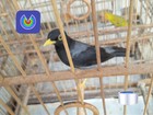 Sete homens são presos com pássaros nativos em Ubatuba, SP