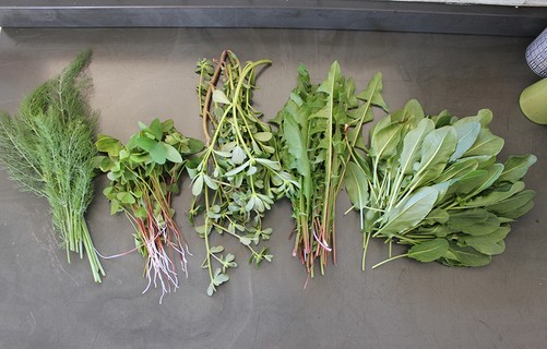A salada de plantas comestíveis não convencionais servida aos leitores levou folhas de funcho, trevo azedinha, beldroega, dente-de-leão e azedinha