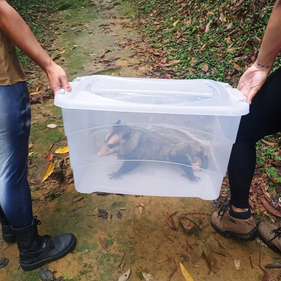 Equipes de biólogos soltaram os animais em área de floresta — Foto: Arquivo Pessoal