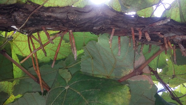 uva-raízes (Foto: Marcio Neves)