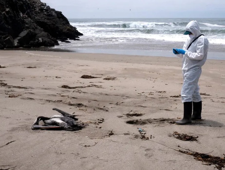 Funcionário do Serfor fotografa ave morta pela gripe aviária no litoral do Peru