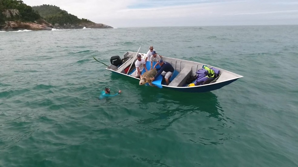 Soltura foi na manhã desta terça-feira no litoral norte de SP (Foto: Divulgação/Projeto Tamar)
