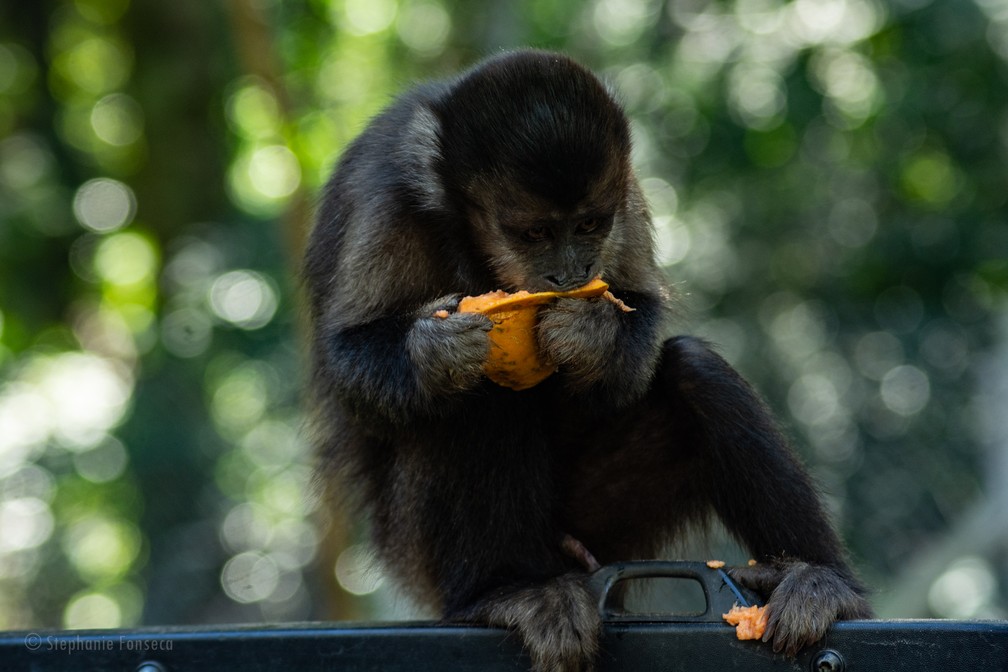 Macaco-prego é uma das espécies que podem ser vistas no Parque Ecológico da Cidade da Criança — Foto: Stephanie Fonseca