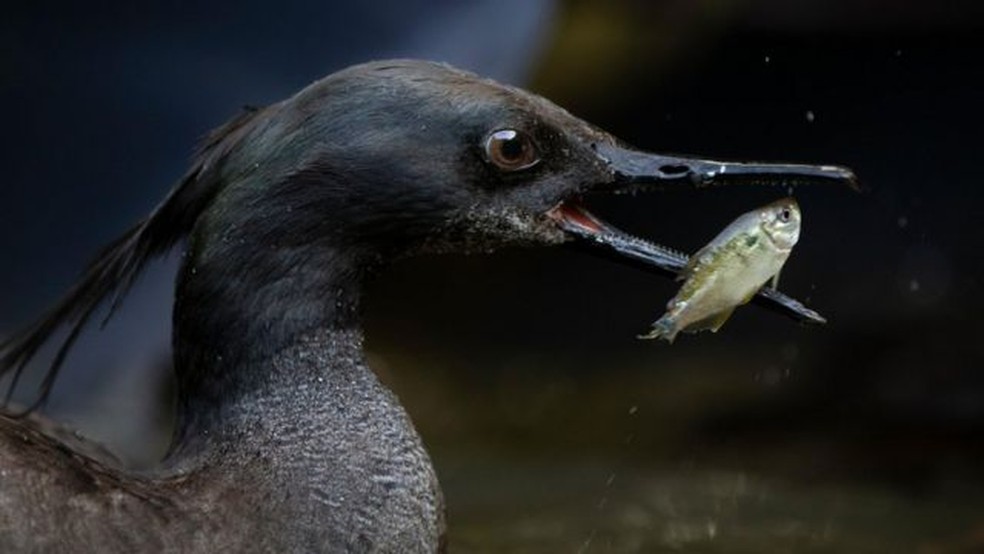O pato-mergulhão se alimenta com pequenos peixes de águas limpas — Foto: Rodrigo Agnelli/via BBC