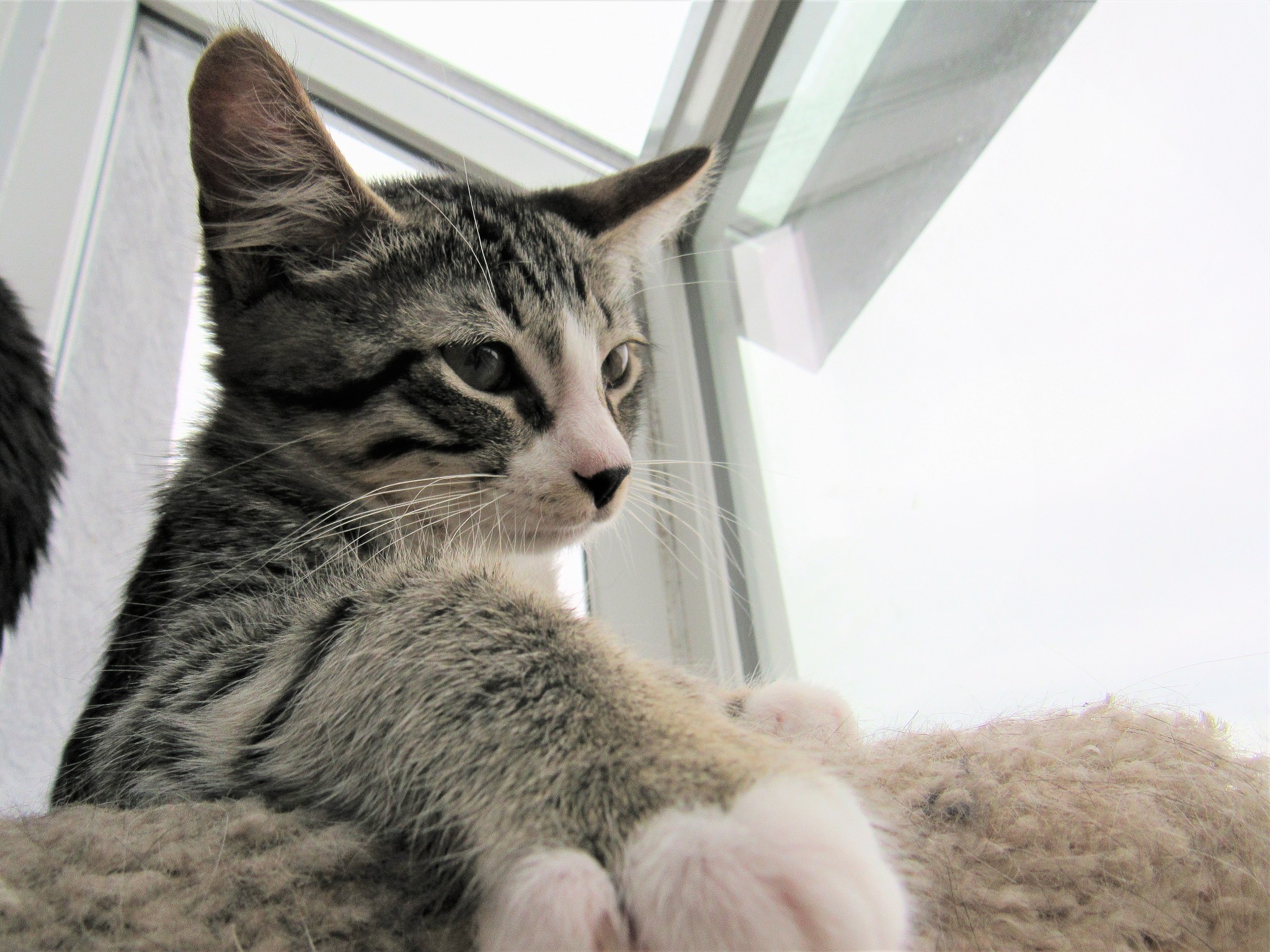 Gatos podem ser canhotos ou destros (Foto: Jennifer C./Flickr)